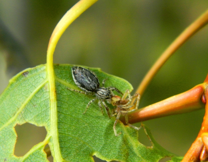 Salticidae bianco/grigio: Pseudicius encarpatus - Viadana (MN)